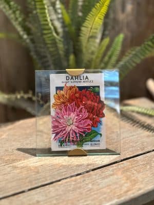 Scallop Photo Frame 5x5 on wood stool